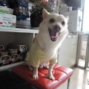 동현24시동물병원 네이버블로그