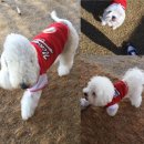 도그클럽 이미지