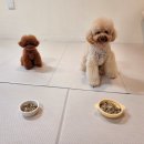 반짝반짝내작은개 이미지