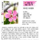 들꽃편지 이미지