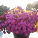 꽃피는언덕 이미지