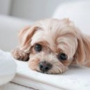 부산 강아지분양 디테일퍼피 이미지