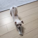 도리앤펫 이미지