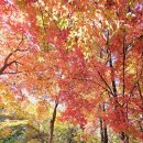 참느릅 | [생태탐사] 2025.11.15. 서울월드컵공원 식물들 (6)