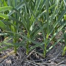 홍산농장 이미지