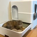 늘, 고운펫 이미지