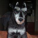 카리스마 이미지