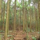 한라산둘레길 동백길 이미지