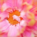 대관령쌈밥 이미지