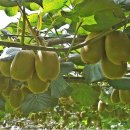 백이산 농장 이미지