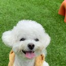 젤리댕댕이 이미지