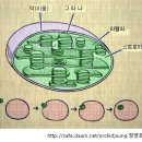 한국춘란의 광합성(光合成-photosynthesis)/(난이돕40) 이미지