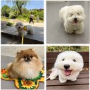 강아지유치원왕왕 - 마포구 마포대로11길 92 | 서울애견유치원과 달리 한층 편안한 강아지유치원왕왕 마포 이야기