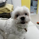 우주펫살롱 이미지