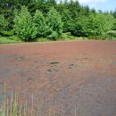 Duckweed 이미지