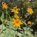 아름다운꽃 돼지감자[꽃말] 뚱딴지[효능] 같은 소리말어 이미지