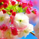 Just for you (오직 당신만을 위하여)........... 이미지