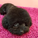 도그스푼 이미지