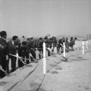 한국유도원 이미지