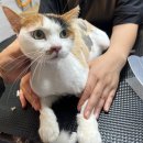 함께냥 전주점 이미지