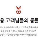 가자 펫 택시 이미지