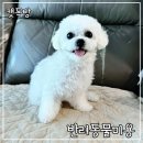 캣독방 | 강아지 스트레스 없이 첫 미용하기: 영등포 캣독방 솔직후기