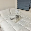워시원운천점 네이버블로그