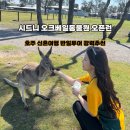 11545-06-00-10 | 시드니 신혼여행 포트스테판 투어 오크베일동물원 오픈런 후기