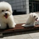 민트동물병원 이미지