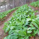 순수농장 이미지