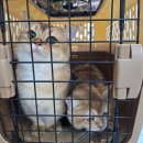 군산24시 제일동물병원 | 브숏골드두부와 먼치킨 망고 1살 기념 건강검진 한 날(feat. 군산 24시 제일 동물 병원)