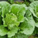 영덕농장 이미지