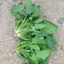 해오름약품 이미지