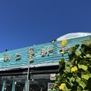 푸른식물병원 | 개업선물 추천 미스플라워에서 내돈내산 부귀수 녹보수 선물 후기