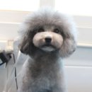 토이켄넬(Toy kennel) | 실버 토이 푸들 SGK-JION Silver Poodle Kennel