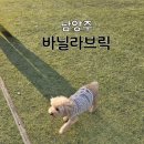 4489 | 남양주 강아지 운동장 [바닐라브릭] 소형견/중형견/대형견/주차/내돈내산/솔직후기
