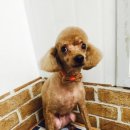 토리애견샵 이미지