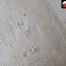 고양이발자국 이미지