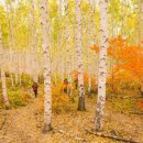 자작나무 이미지