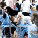 펫미용 이미지