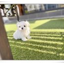 해피애견타운 강아지고양이 논산점 | 포항강아지분양 해피펫타운 만족한 후기