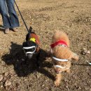 나리공원 파크골프장 화장실 | 양양 송이조각공원 반려견동반여행 양양가볼만한곳 추천(양양파크골프장 옆)