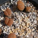 다육세상 이미지