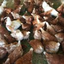 팔음농장 이미지