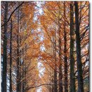 보보스캇 캠핑장 이미지