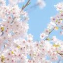 웰빙365다이어트 이미지