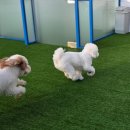 헬로우버디 그루밍센터 분당점 | 판교애견유치원 [헬로우버디 판교밸리점] 상담부터 시설까지 경험한 솔직 후기