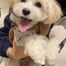 코코애견클럽 이미지