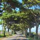 세화 정원 | [여행기록] 출도 버킷리스트 제주여행 Ep5. 선흘곶에서 세화까지