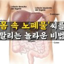 몸 속 노폐물 없애는 방법 이미지